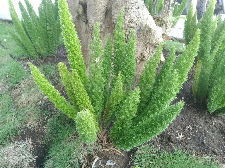 esparragos densiflorus plantas ornamentales hojas verdes hermoso fondo 249883339 - Аспарагус