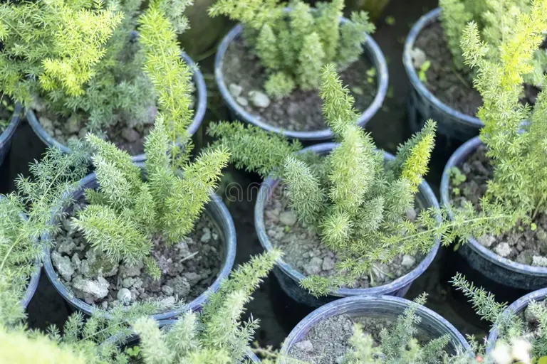 esparragos helechos pequenas plantas en olla 240587501 1 - Аспарагус