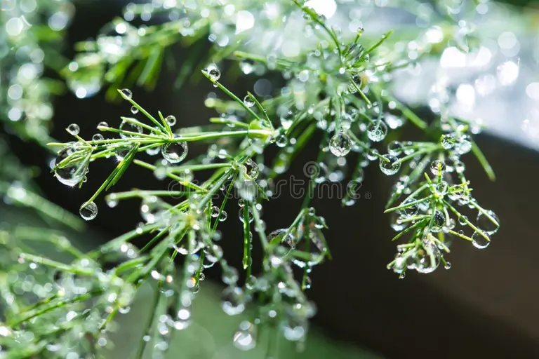 esparragos ramas de plantas ornamentales verdes delicadas con follaje plumaje cubierto gotas rocio brillantes agua brillante 209185484 - Аспарагус