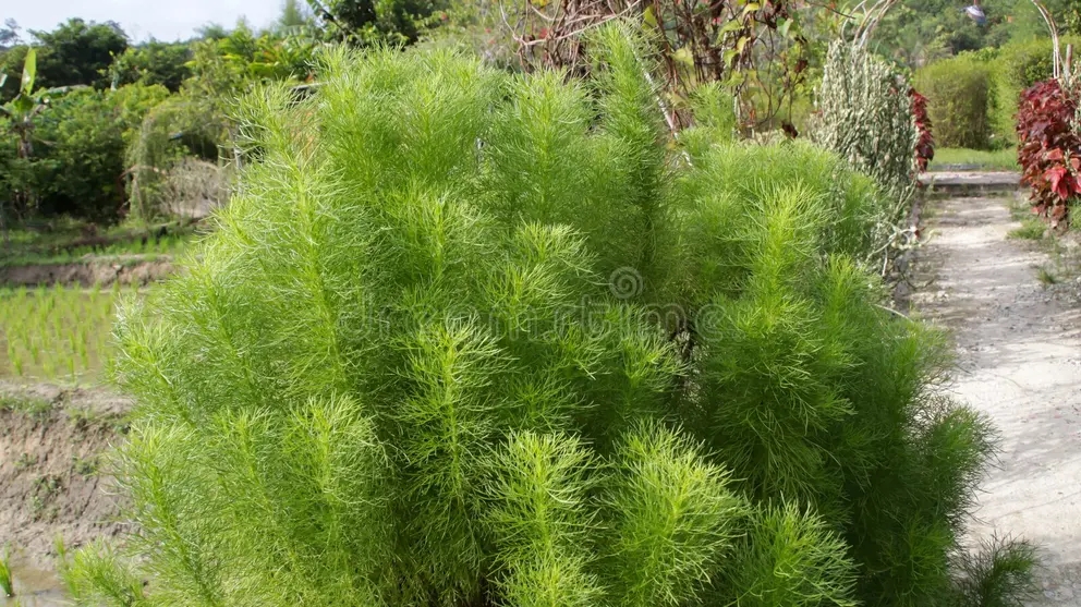 eupatorium capillifolium o hinojo de perro menudo cultivadas como planta ornamental y medicinal las hojas se utilizan remedio 280950516 - Аспарагус