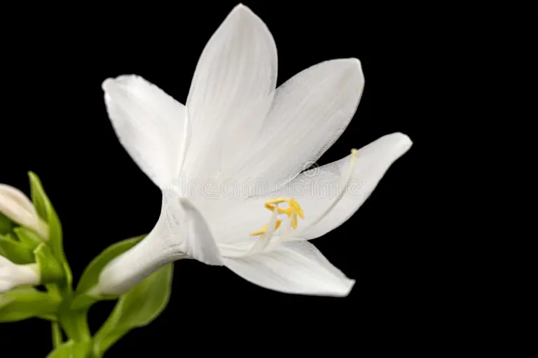 flor blanca floreciente de hosta tambien funkia familia esparragos lat esparagales sobre fondo negro 207662078 - Аспарагус