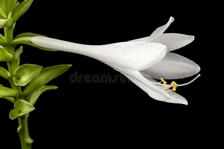 flor blanca floreciente de hosta tambien funkia familia esparragos lat esparagales sobre fondo negro 207662108 - Аспарагус