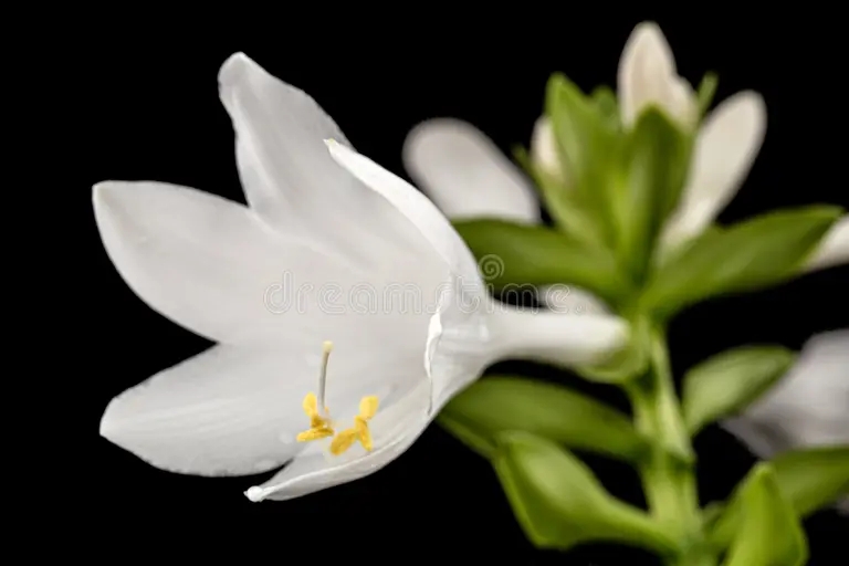 flor blanca floreciente de hosta tambien funkia familia esparragos lat esparagales sobre fondo negro 207662156 - Аспарагус