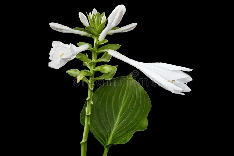 flor blanca floreciente de hosta tambien funkia familia esparragos lat esparagales sobre fondo negro 207662201 - Аспарагус