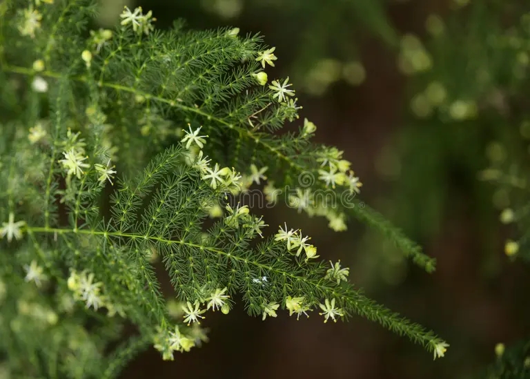 flora de gran canaria asparagus setaceus comunmente conocido como esparrago comun la huida del jardin helechos en islas 234943522 - Аспарагус