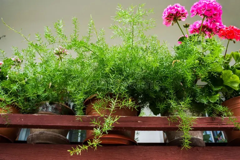 flores rosadas de geranio y planta esparragos hermosas en una olla sobre fondo verde 177001515 - Аспарагус