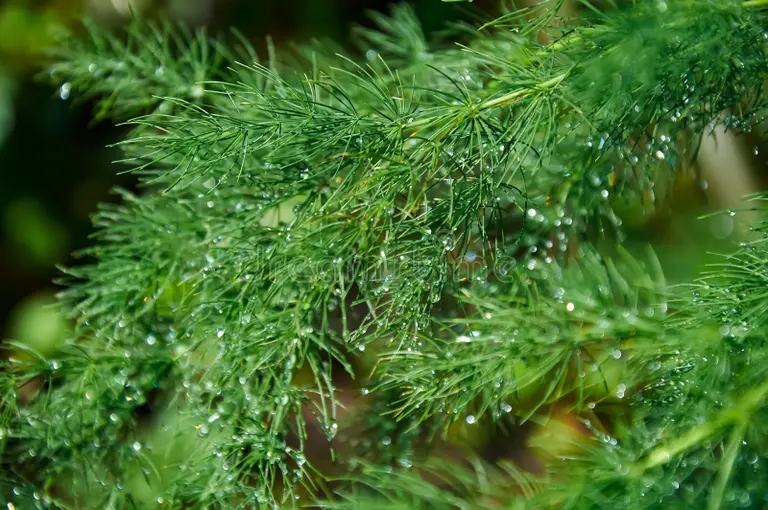 gotas de lluvia en un arbusto esparragos verde soleado dia verano 272901163 - Аспарагус