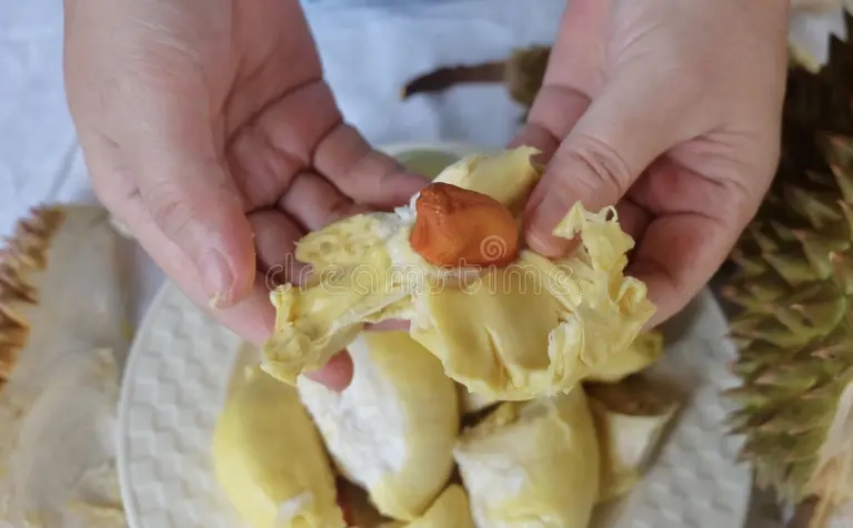Дуриан hand holding fresh ripe durian one most popular fruits world king thailand 256333098 - Дуриан