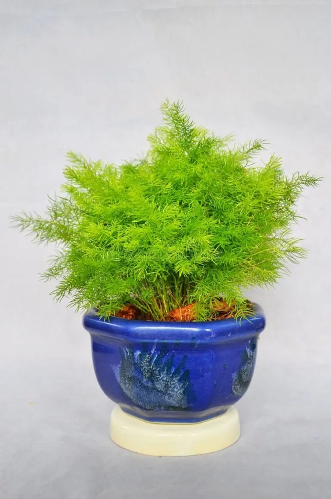 helecho de esparrago verde fresco en pote azul 104891675 679x1024 - Аспарагус