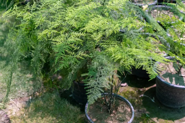 helecho plumosa o escalada de esparragos en una olla 280809878 1 - Аспарагус