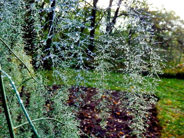 helechos esparragos en invierno brillando con pequenas gotas de agua formadas por el deshielo una helada madrugada 204730646 - Аспарагус