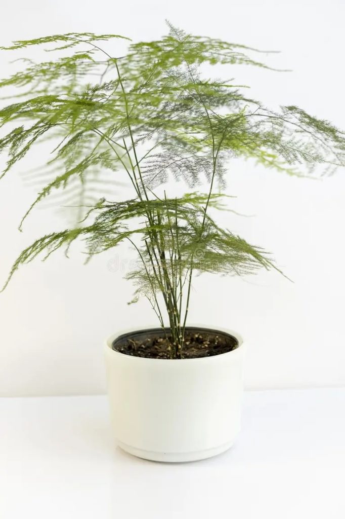 hermoso esparrago plumosa helecho aislado en fondo blanco 284439706 682x1024 - Аспарагус