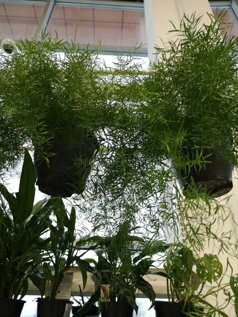 hermosos esparragos en venta una floristeria flores interior el 210881853 - Аспарагус