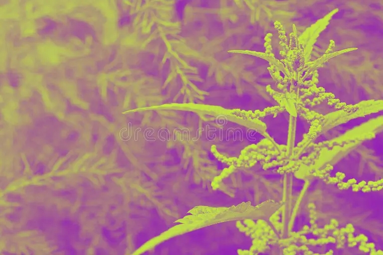 hierba verde purpura del fondo de la textura esparrago y ortiga 107815242 - Аспарагус