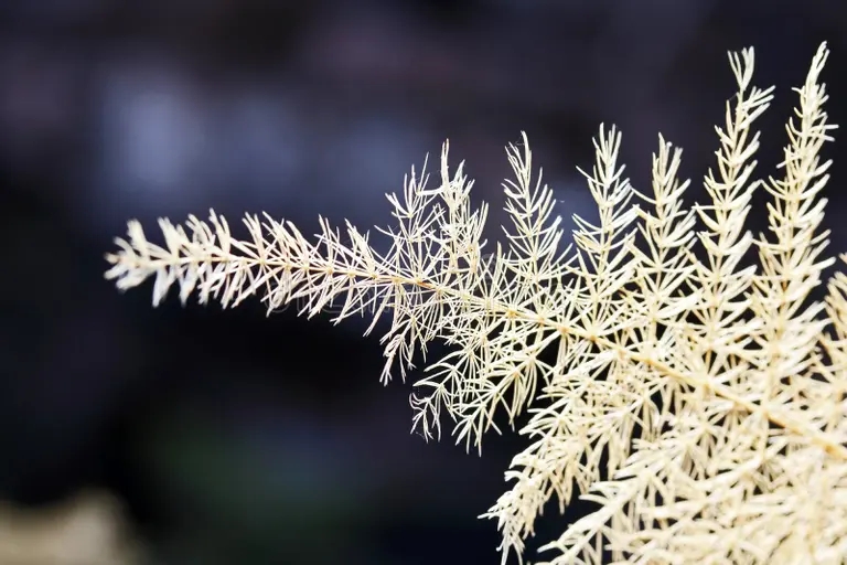 hojas espinosas de ramas esparragos silvestres secas vista una rama blanqueada planta en la familia con fino follaje delicado 238175806 - Аспарагус