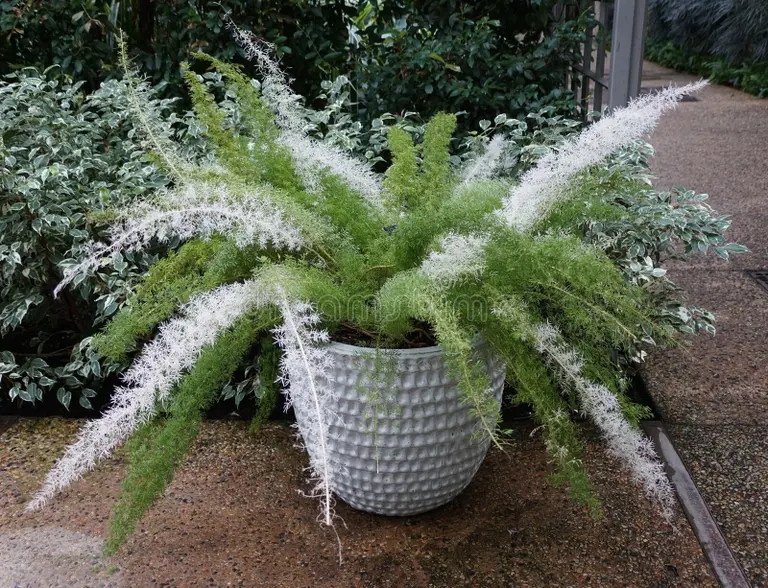 hojas largas variadas de foxtail asparagusfernmyersii blancas y verdes bellas 307596172 - Аспарагус