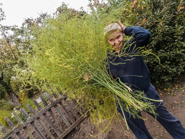 joven alegre con un monton de hierba en las manos sobre el fondo una vieja valla planta asparagus jovencita 200258010 - Аспарагус