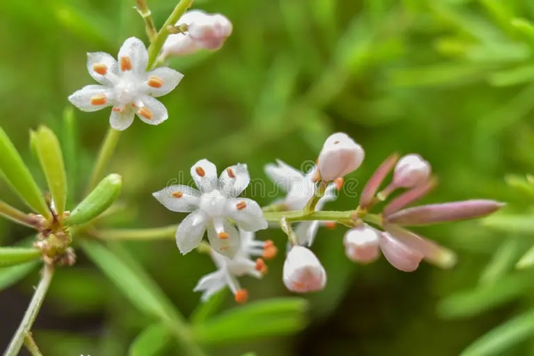 las flores del plumosus de esparragos cierran arriba se en la parte superior fotografia naturaleza 201814421 - Аспарагус