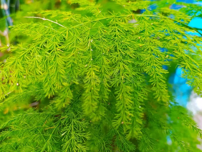 las hojas de la planta esparragos silvestres que parecen pequenas y delicadas salvaje se ven hermosas 223275637 - Аспарагус