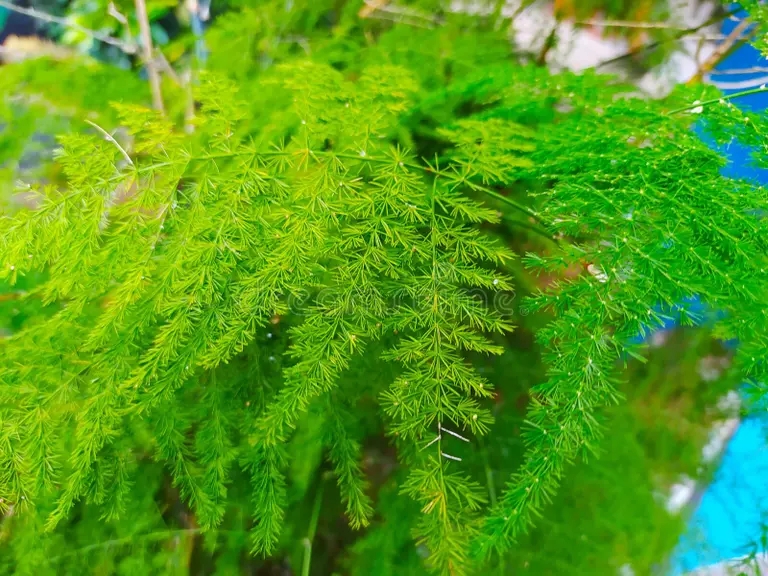 las hojas de la planta esparragos silvestres que parecen pequenas y delicadas salvaje se ven hermosas 223275643 - Аспарагус