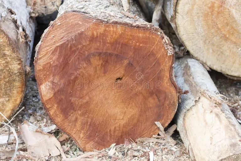 Махагони mahogany tradgarden swietenia macrophylla ar medlem i meliaceae stammen wood 160074643 - Махагони