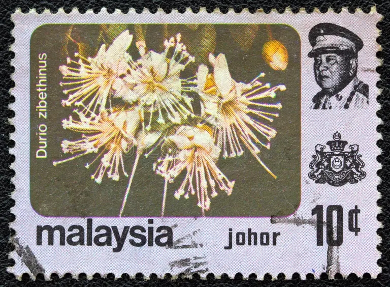 Дуриан malaysia circa stamp printed shows durio zibethinus flower johor state 185861335 - Дуриан