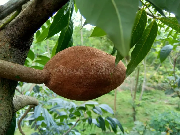 Махагони nara melhagoni mahoni mauni blomma med naturlig bakgrund mahogny ar ett vanligt rodbrun timmer noggrann moagonblomma mahogany 181142123 - Махагони