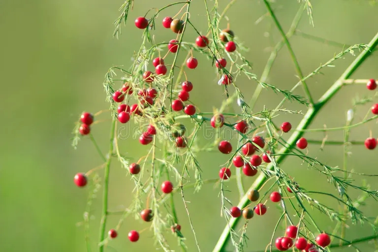 officinalis del esparrago 58440051 - Аспарагус