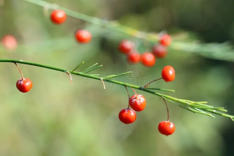 officinalis del esparrago 59201689 - Аспарагус