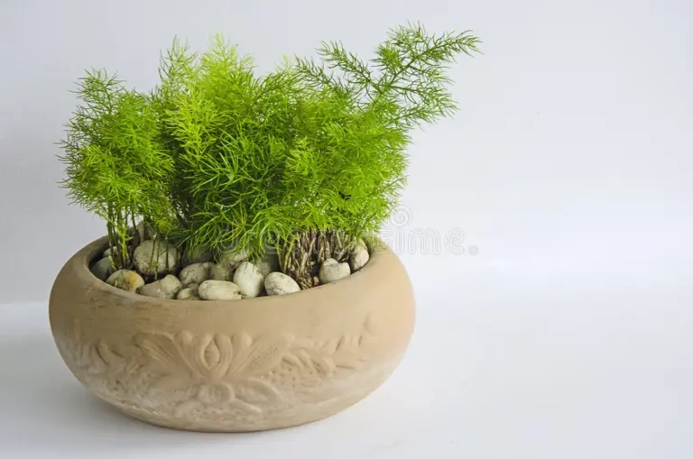 olla marron de esparragos verdes frescos sobre fondo blanco suave y rocas 260321109 - Аспарагус