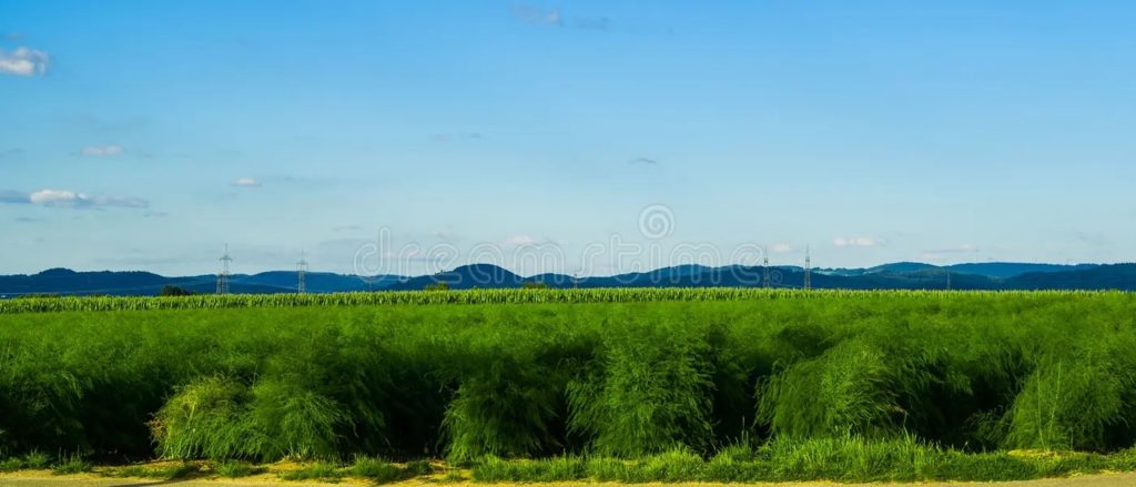 panoramica con cielo azul de campo esparrago verde panorama esparragos verdes nubes belleza en colinas naturales el horizonte 229921140 1024x439 - Аспарагус