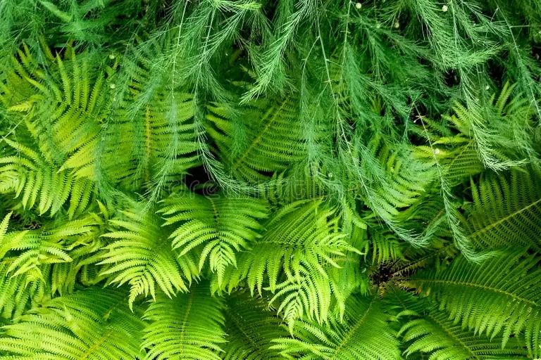 patron de helecho natural perfecto hermoso fondo hecho con hojas huerta y ramas esparragos plana 164029031 - Аспарагус