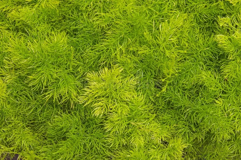 pequenas hojas de esparragos hermosas y frescas vista superior ramas helecho 179636352 - Аспарагус