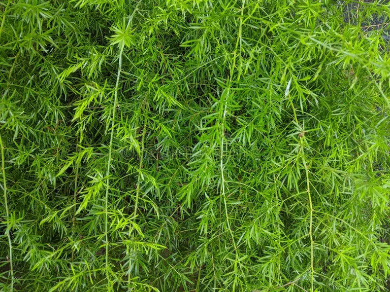 planta de ekor tupai o esparagus densiflorus sprengeri fondo del helecho 225602192 - Аспарагус