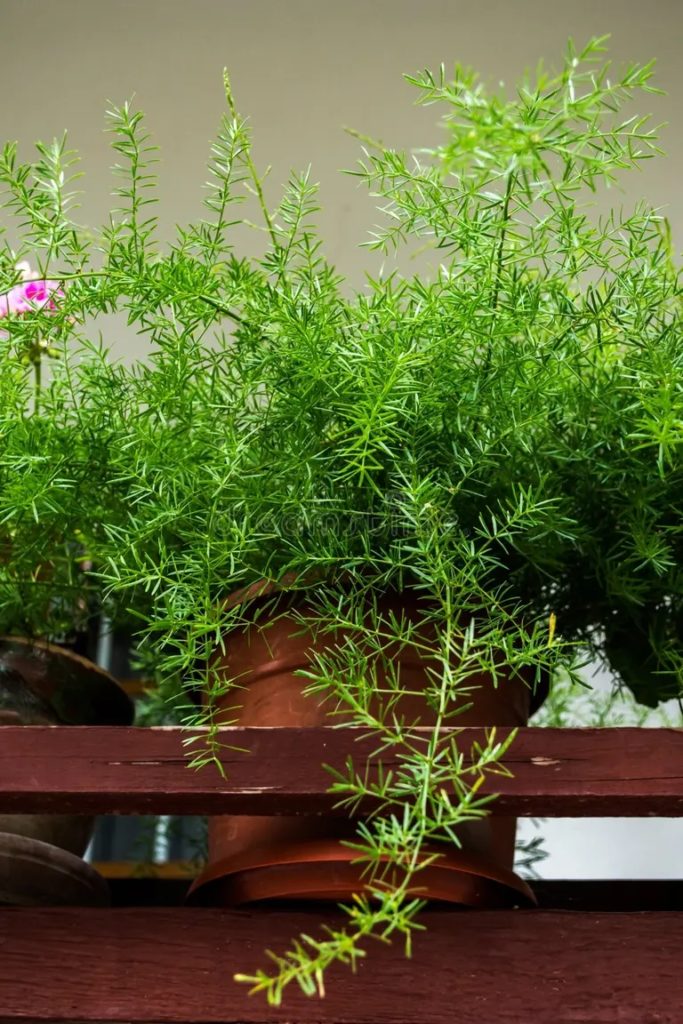 planta de esparragos bella en una olla sobre un fondo verde 177001598 683x1024 - Аспарагус