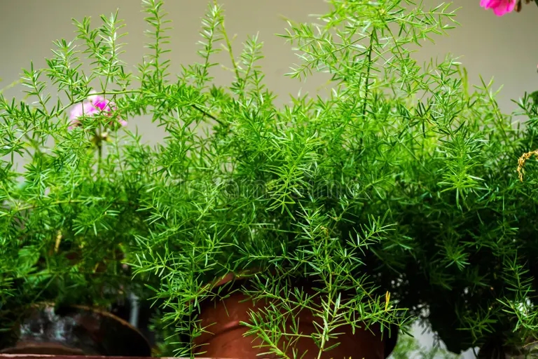 planta de esparragos bella en una olla sobre un fondo verde 177001612 - Аспарагус