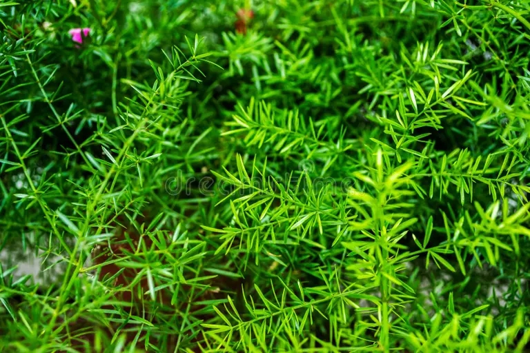 planta de esparragos bella en una olla sobre un fondo verde 177001653 - Аспарагус