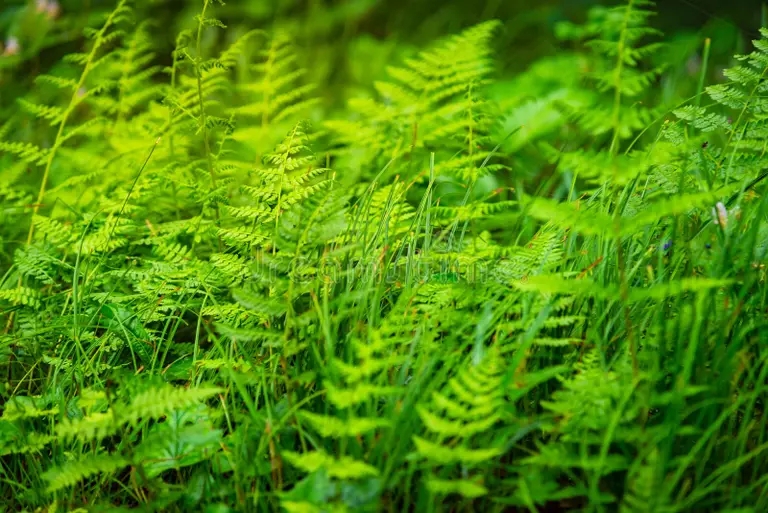 planta de helecho un es miembro grupo plantas vasculares que se reproducen traves esporas arboreo y helechos epifitas 203502223 - Аспарагус