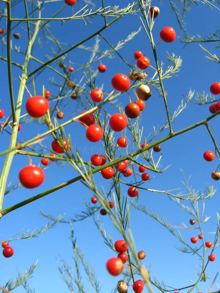planta hermosa de los officinalis del esparrago 29369582 - Аспарагус