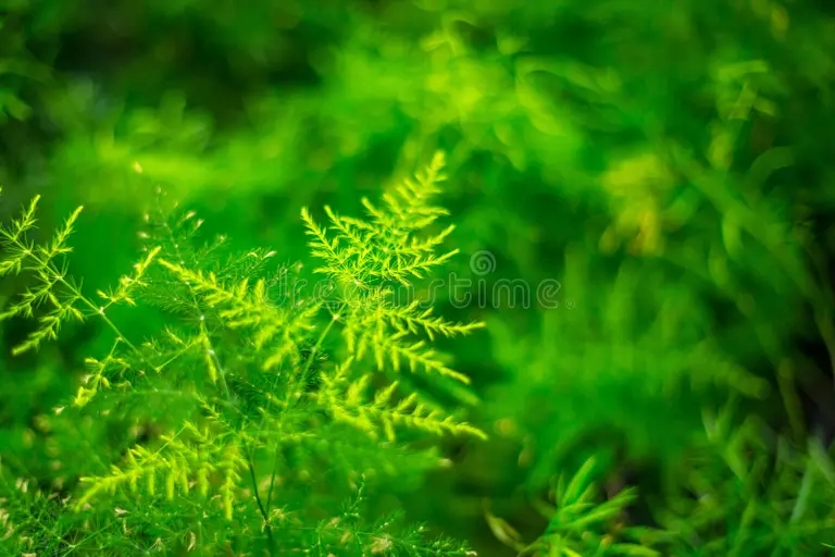 planta hermosa esparrago setaceus del helecho de flor interior 116411901 - Аспарагус