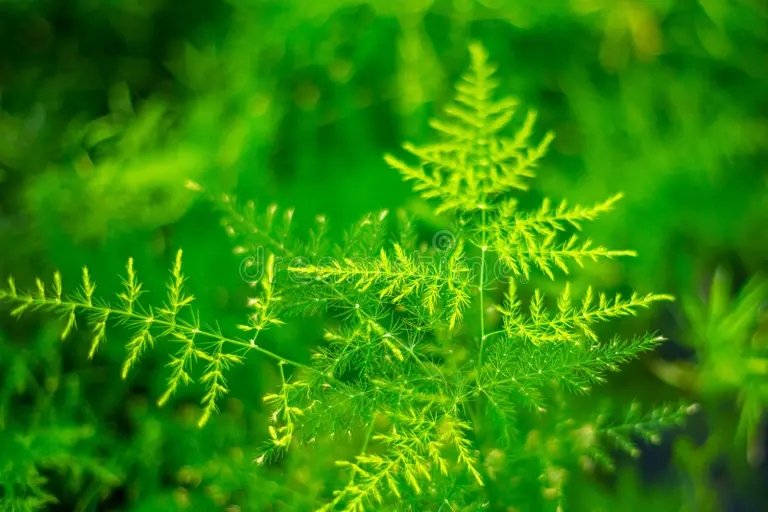 planta hermosa esparrago setaceus del helecho de flor interior 116411907 - Аспарагус