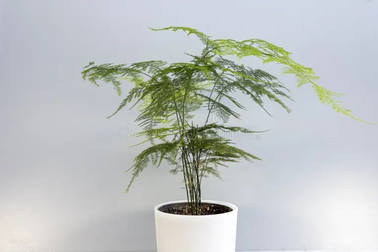 planta ornamental de plumosa en una olla decorativa 284439475 - Аспарагус