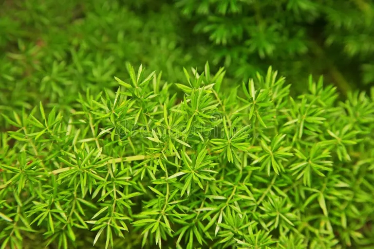 planta perenne imperecedera para la decoracion el helecho de esparrago del penacho o cola zorra 99878046 - Аспарагус
