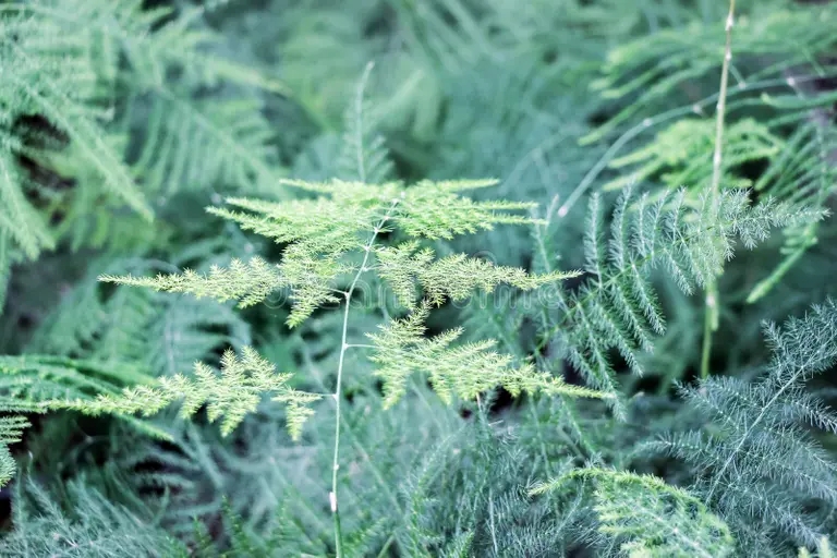 planta verde del setaceus esparrago 104139421 - Аспарагус