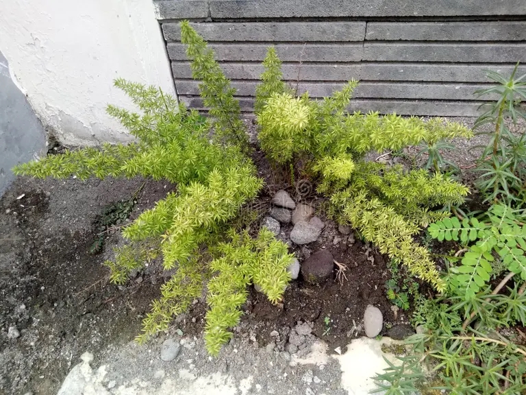 plantas de cola ardilla para ornamentales frente la casa adecuada naturales o fondo decorativo jardin 282156177 - Аспарагус
