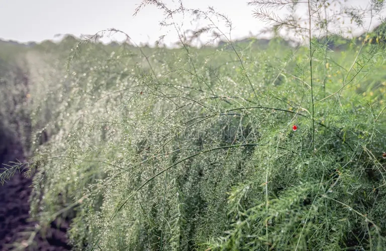 plantas de esparrago la mugre con una baya roja cerca esparragos dewy temprano en manana temporada otono solo es visible foto 159685300 - Аспарагус