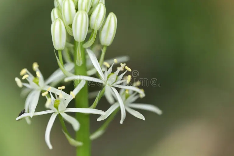 pyrenaicum prusiano del ornithogalum del esparrago 93324426 - Аспарагус