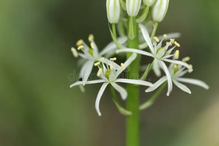 pyrenaicum prusiano del ornithogalum del esparrago 93325054 - Аспарагус