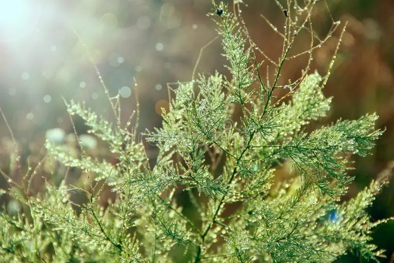 ramas de esparragos officinalis en el rocio matinal 158104111 - Аспарагус