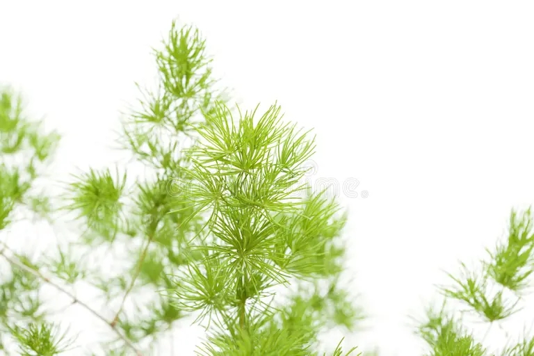 ramas del esparrago en blanco 90032549 - Аспарагус
